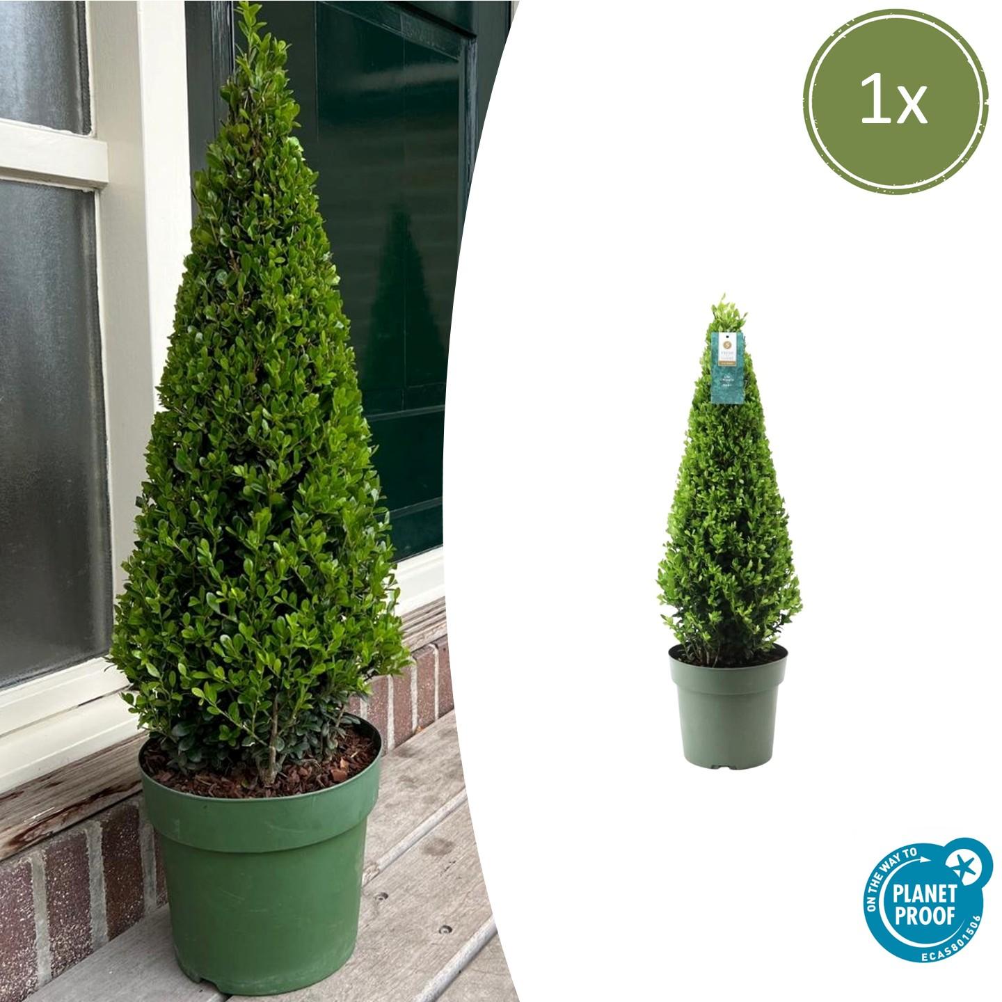 1x Ilex pyramide 55 cm hoog |  Ø  21 cm