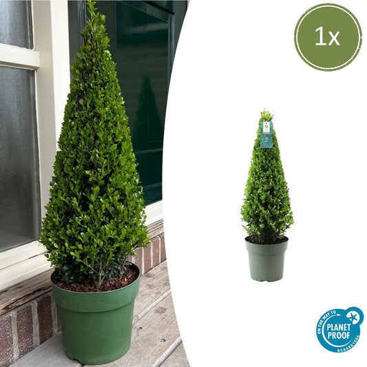 1x Ilex pyramide 55 cm hoog |  Ø  21 cm