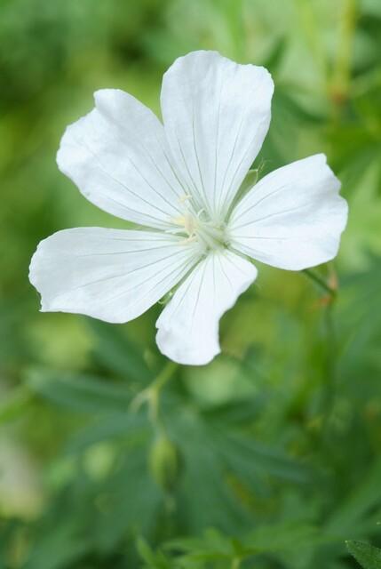 60x Geranium sang. 'Album' - ↕10-25cm - Ø9cm