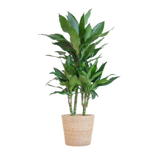 Dracaena  Janet Lindt mit Sofia-Korb natur - 95cm - Ø21