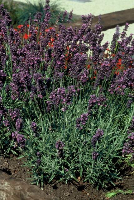 12x Lavandula ang. 'Munstead' - ↕10-25cm - Ø9cm
