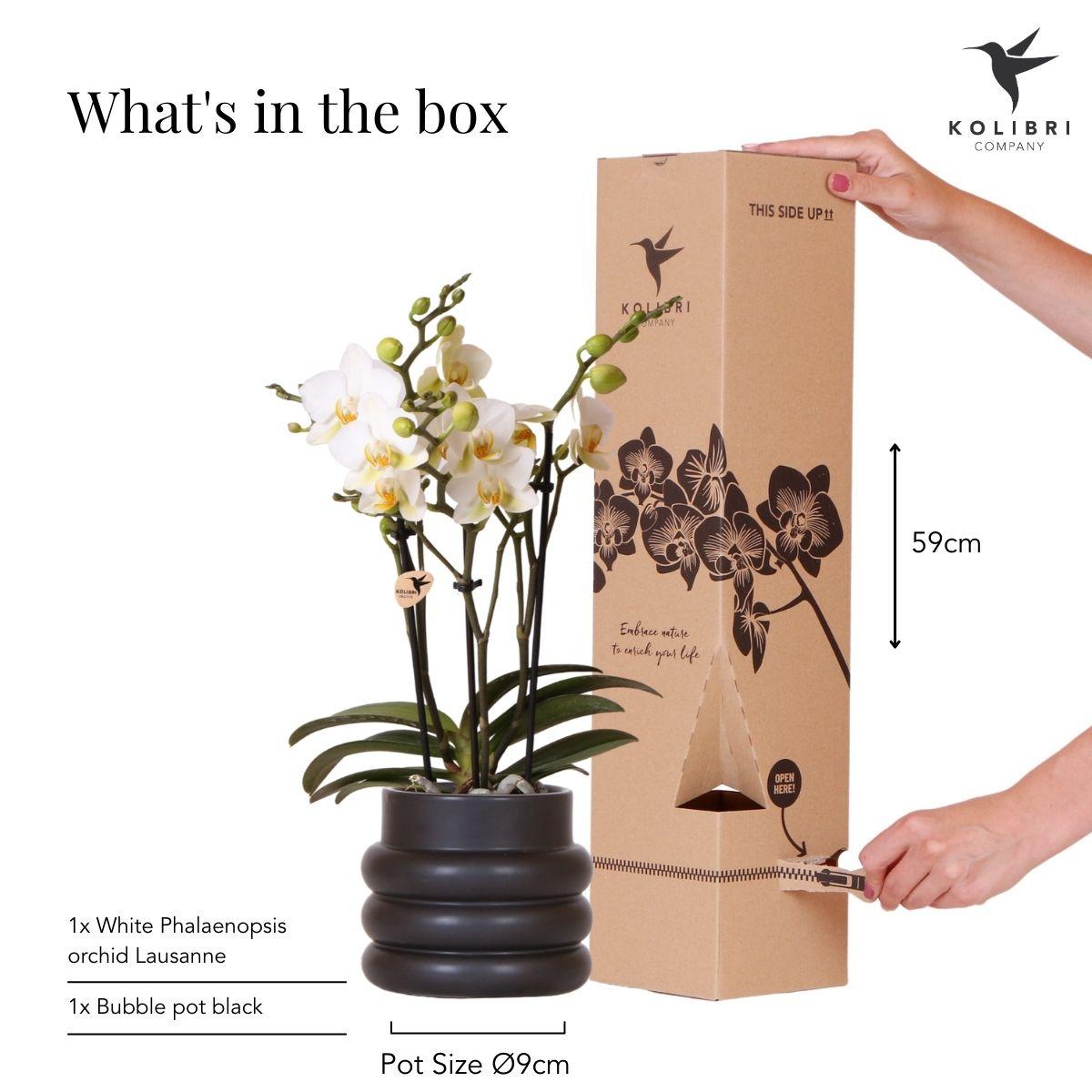 Kolibri Orchids | Weiße Phalaenopsis-Orchidee - Lausanne + Blumentopf schwarz- Topfgröße Ø9cm | blühende Zimmerpflanze - frisch vom Züchter