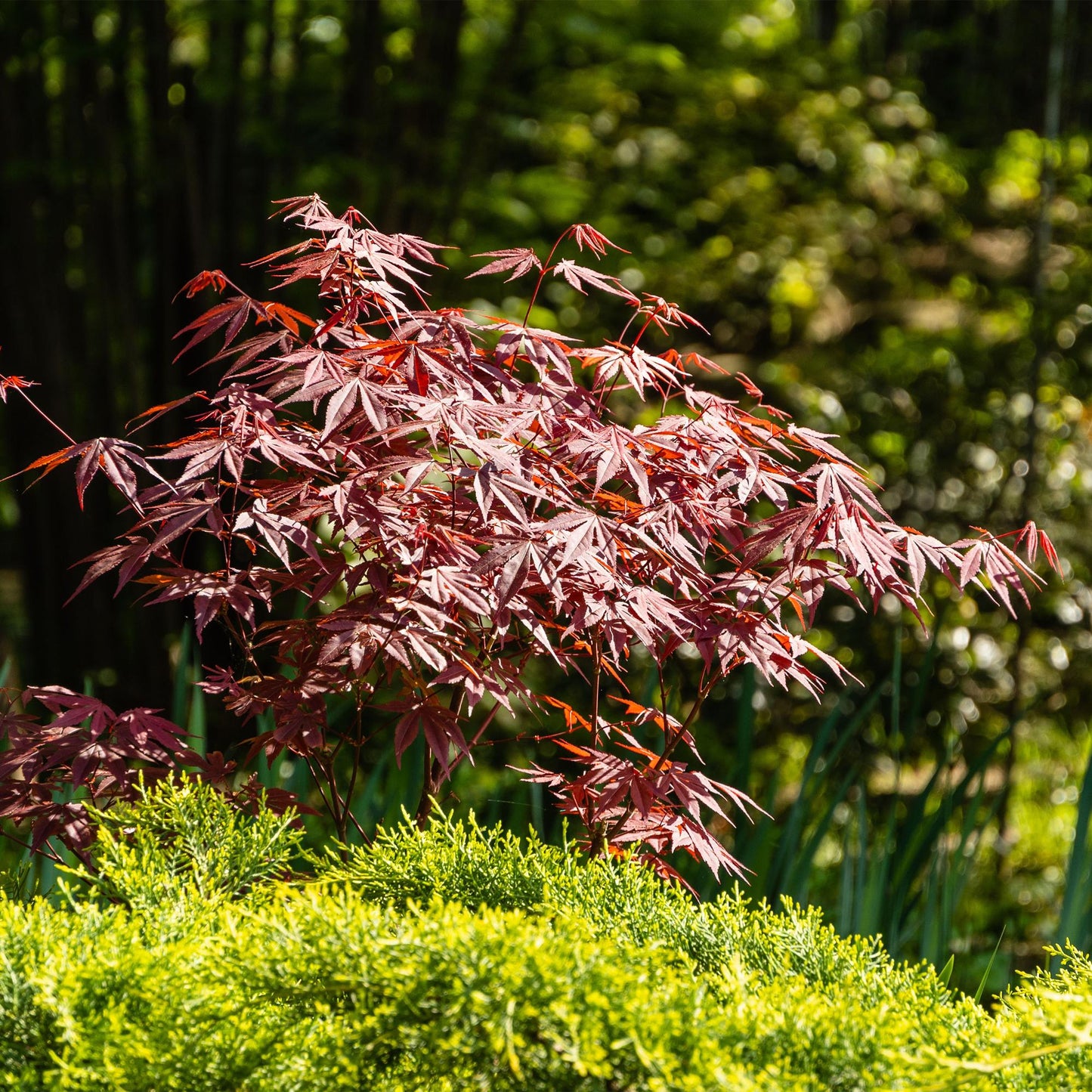 GreenboutiQ - Balkonpflanze - Japanischer Ahorn - Acer palmatum Atropurpureum - Lila - 2 Pflanzen - Laubabwerfend - Topf 19cm Höhe 70cm