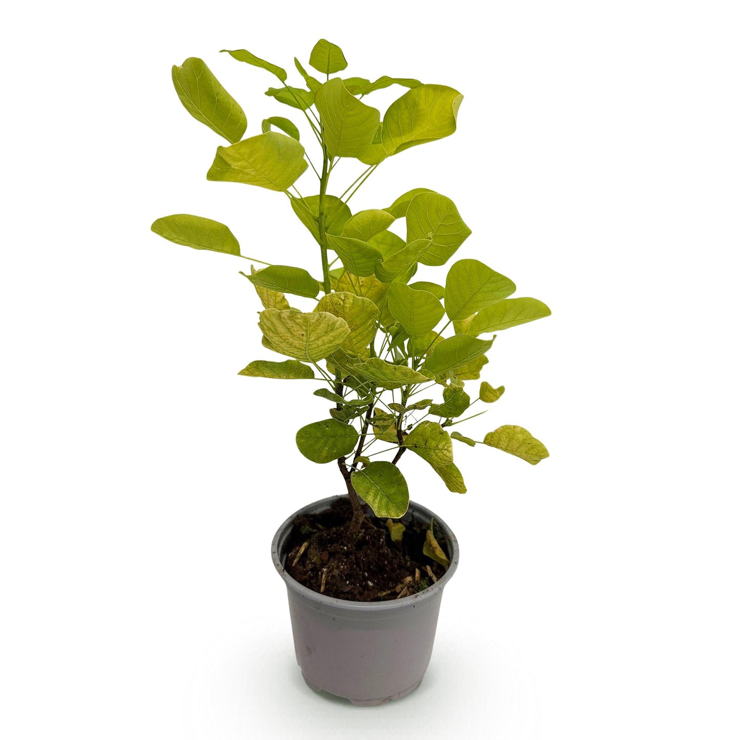 GreenboutiQ - Gartenpflanze - Cotinus coggyria Golden Spirit - Gelb - 1 Pflanze - Laubfallend - Wenig Pflege - Topf 12cm Höhe 35cm