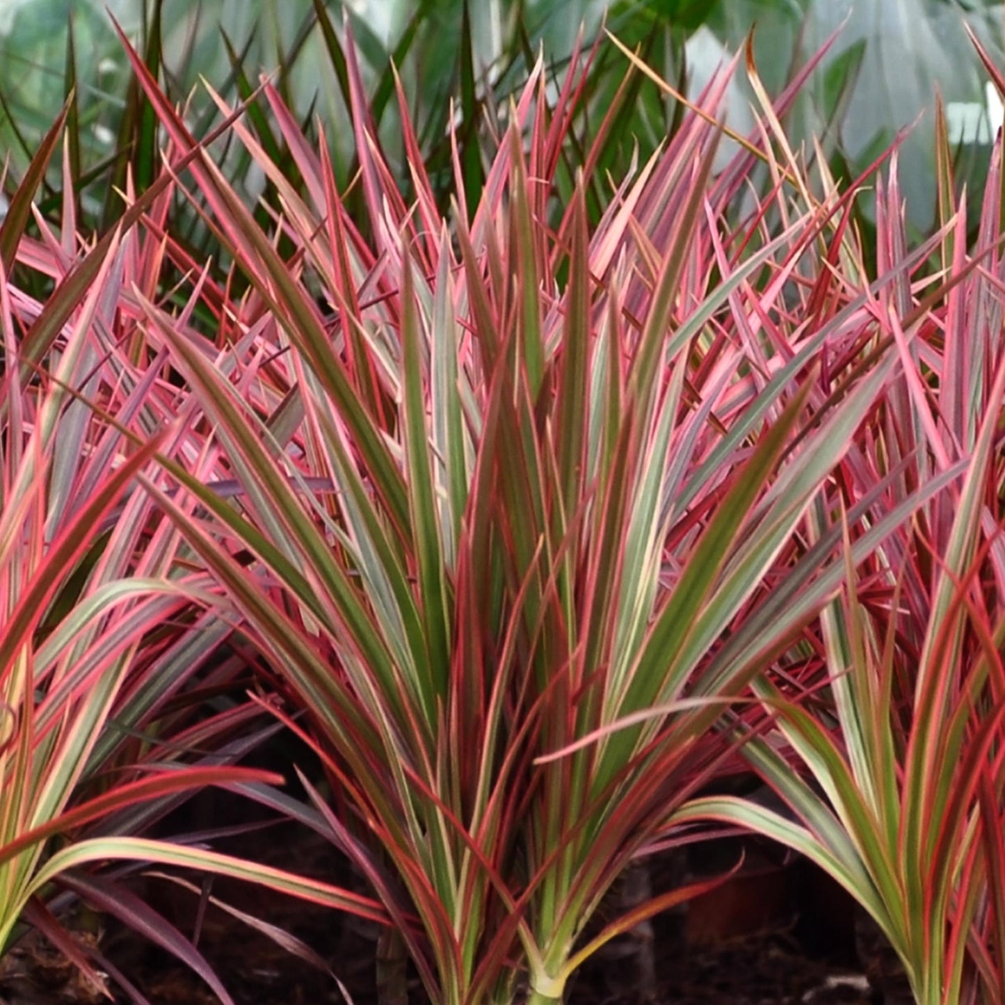 Green boutiQ - Zimmerpflanzen - Dracaena Magenta - Drachenbaum - Wenig Pflege - mit Korb - Rot - 1 Pflanze - Topf 17cm - Höhe 70-80cm