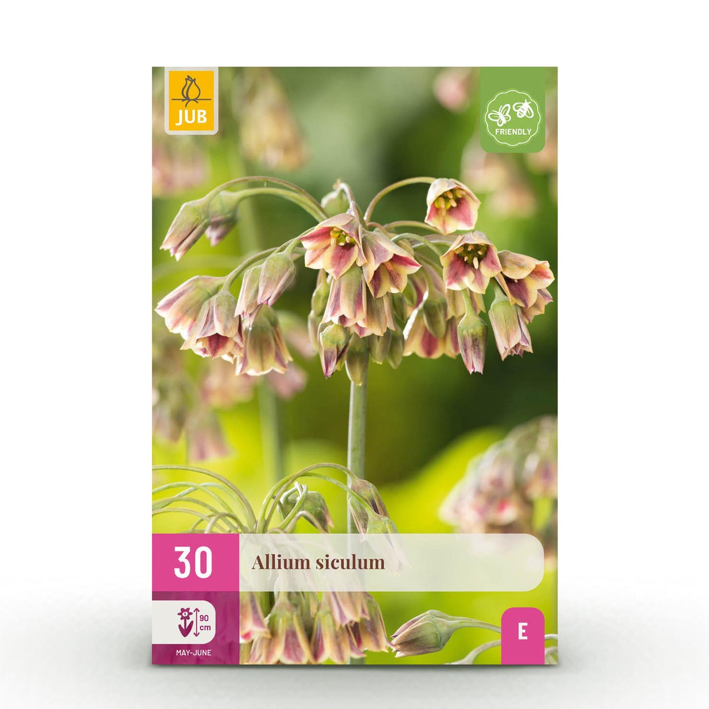 GreenboutiQ - Blumenzwiebeln - Allium Siculum - Farbe Rosa - 30 Stück - Zwiebelgröße 8/10 - XXL Pack