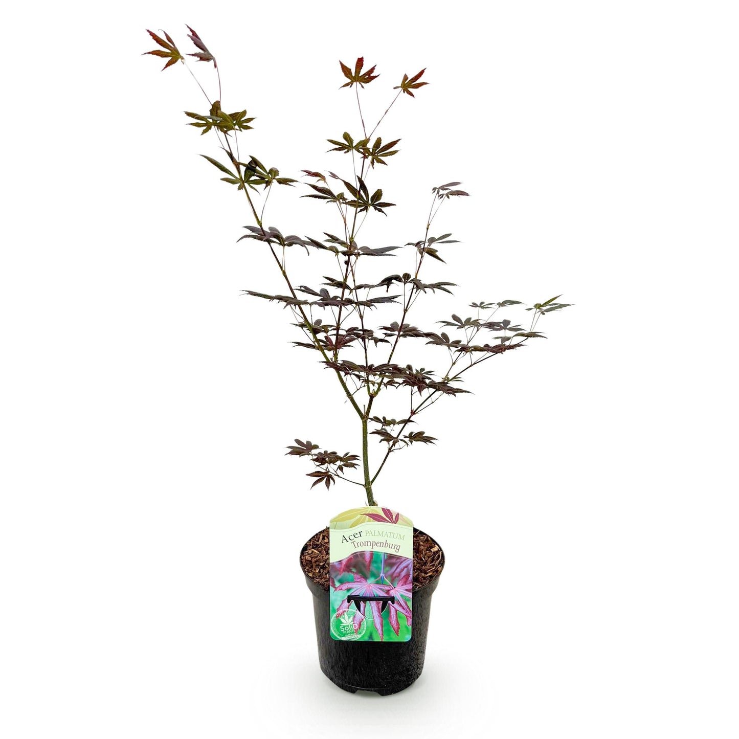 GreenboutiQ - Balkonpflanze - Japanischer Ahorn - Acer palmatum Trompenburg - Dunkel Lila - 1 Pflanze - Laubabwerfend - Topf 19cm Höhe 70cm