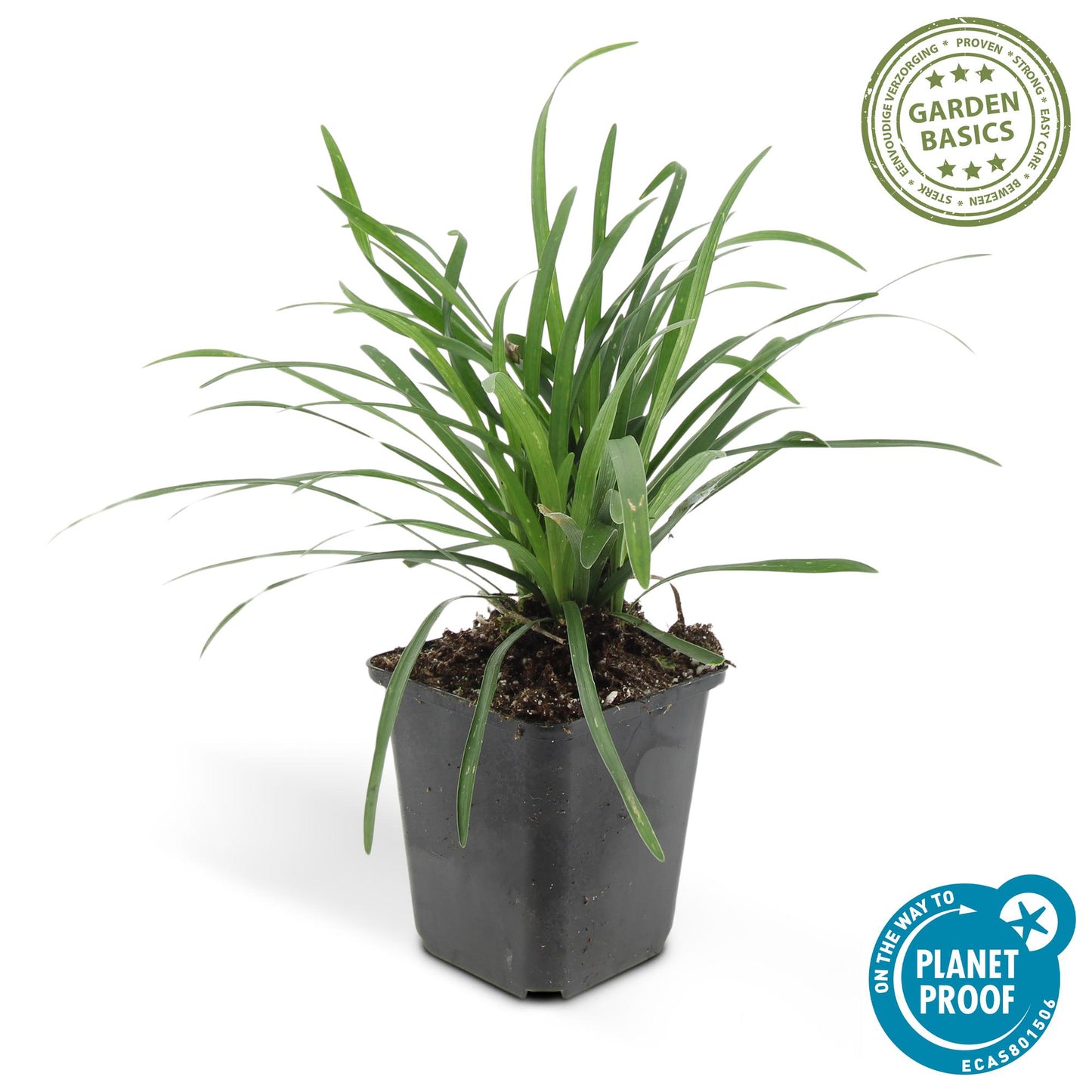 6x Liriope muscari 'Big Blue' - ↕10-25cm - Ø9cm