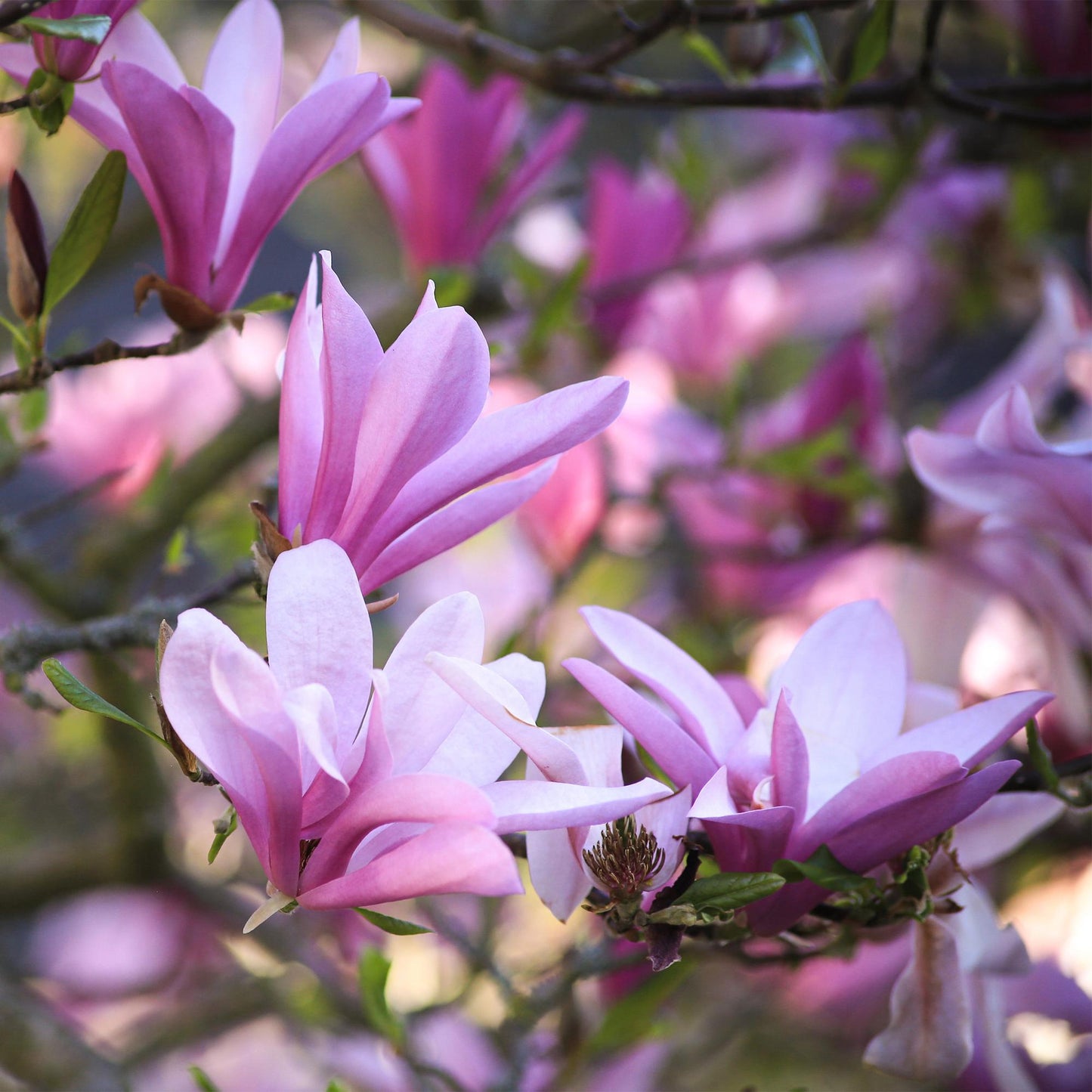 GreenboutiQ - Gartenpflanze - Magnolia Betty - Blüte Weiß - 1 Pflanze - Laubabwerfend - Wenig Pflege - Topf 12cm Höhe 30cm