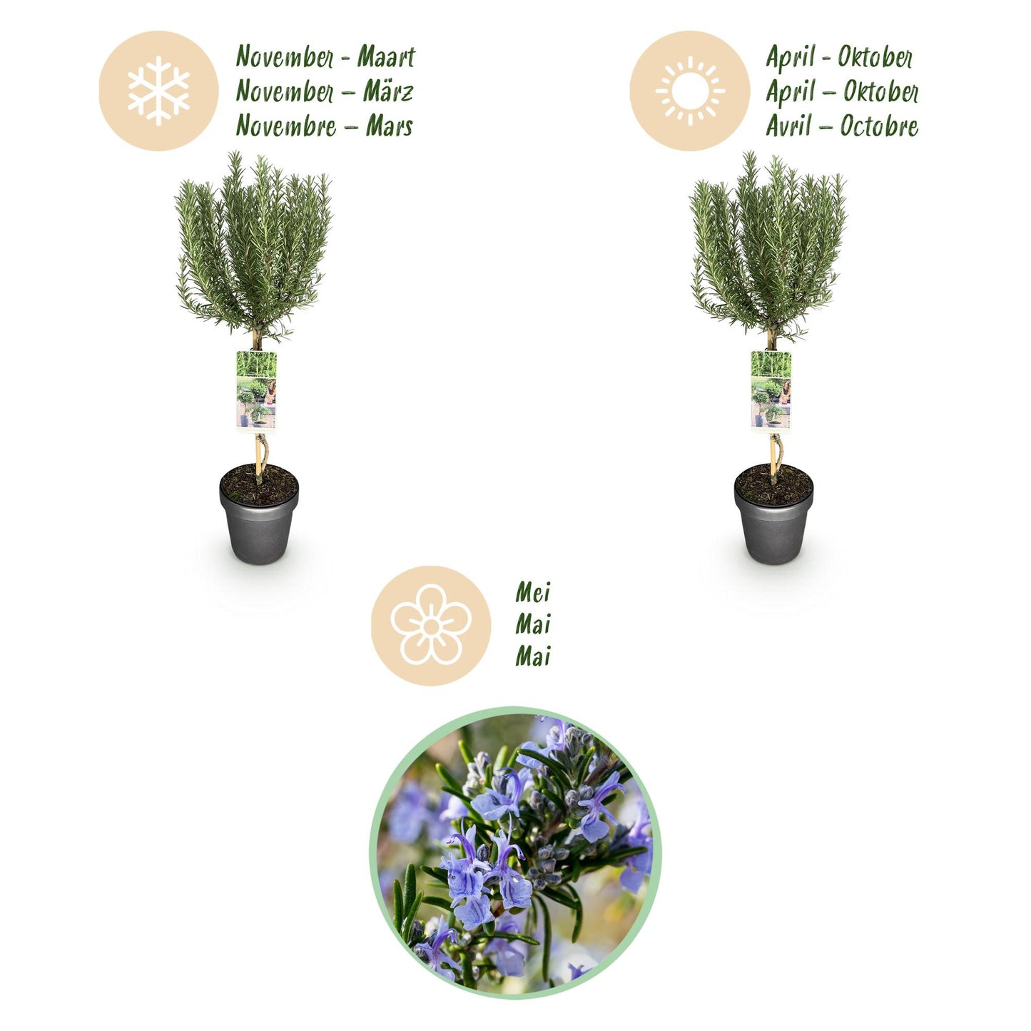 GreenboutiQ - Stamm Pflanze - Rosmarinus officinalis - Terrassen Pflanze - Immergrün - Winterhart - Lila Blüte - Topf 19cm Höhe 90cm