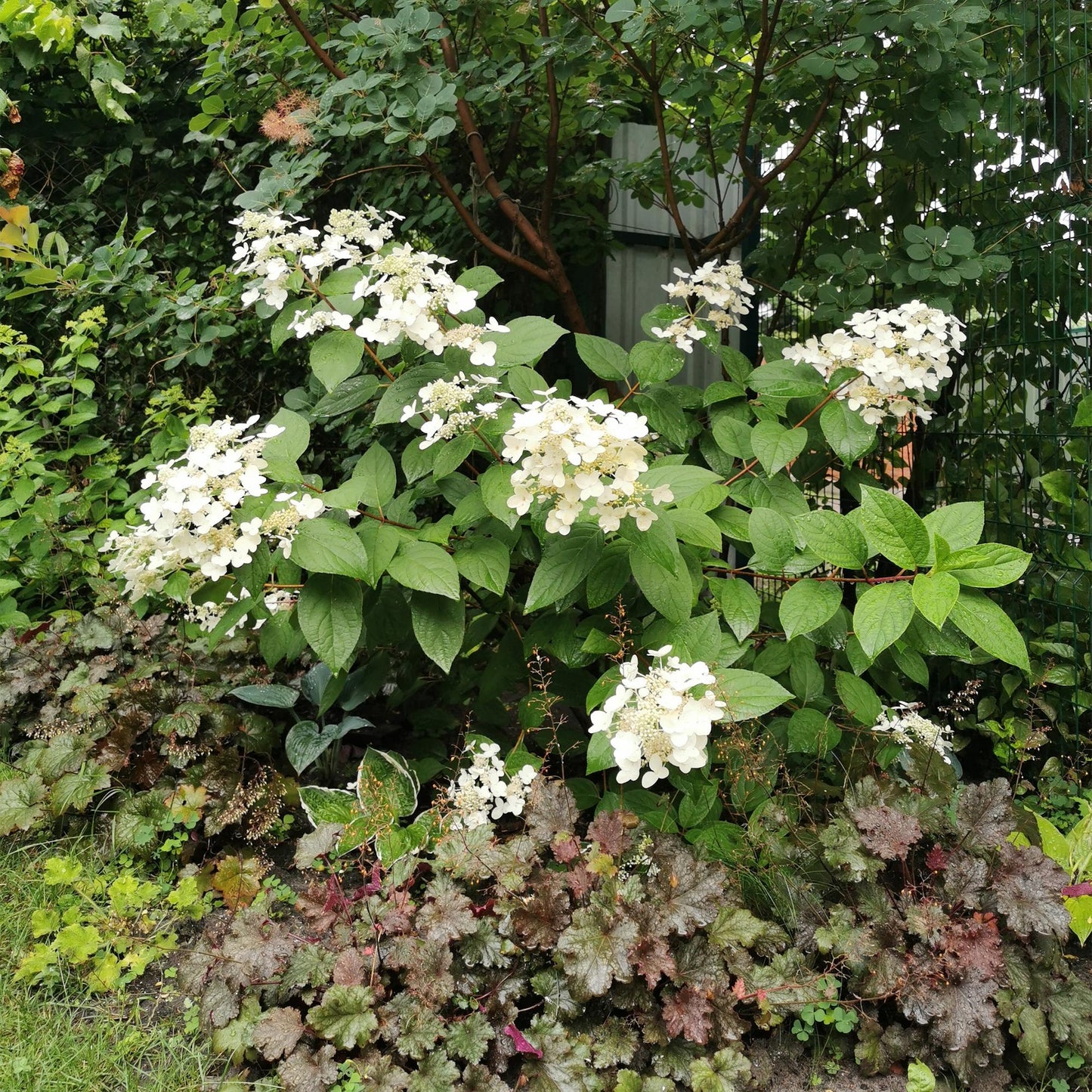 GreenboutiQ - Rispenhortensie - Hydrangea panniculata Wims Red - Blüte Weiß Rot - 3 Pflanzen - 1 m2 - Laubabwerfend - Große Blüten - Topf 17cm Höhe 50cm