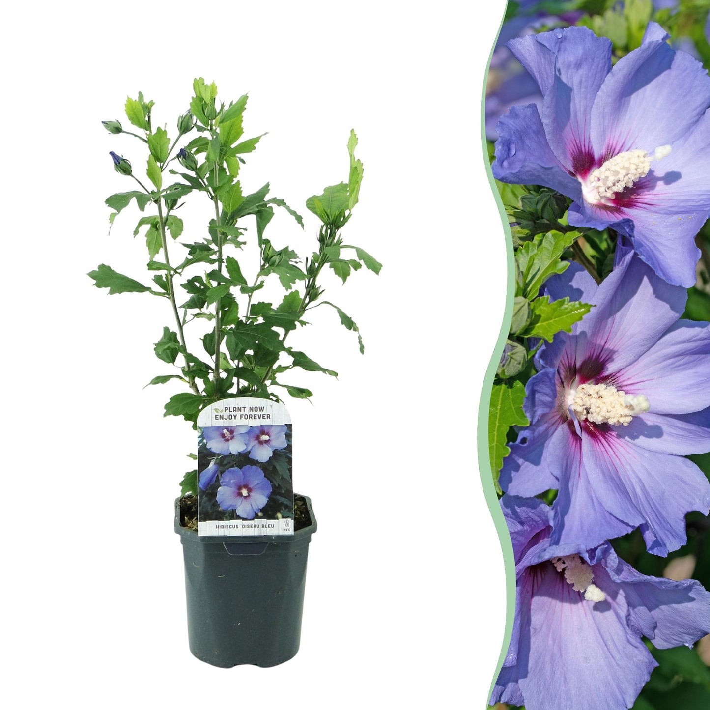GreenboutiQ - Sträucher - Hibiscus syriacus Oiseau Blue - Blüte Blau - 1 Pflanze - Laubabwerfend - Wenig Pflege - Topf 17cm Höhe 45cm