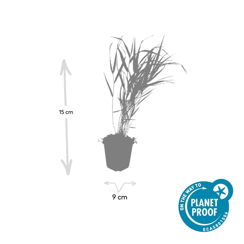 40x Hakonechloa macra - ↕10-25cm - Ø9cm