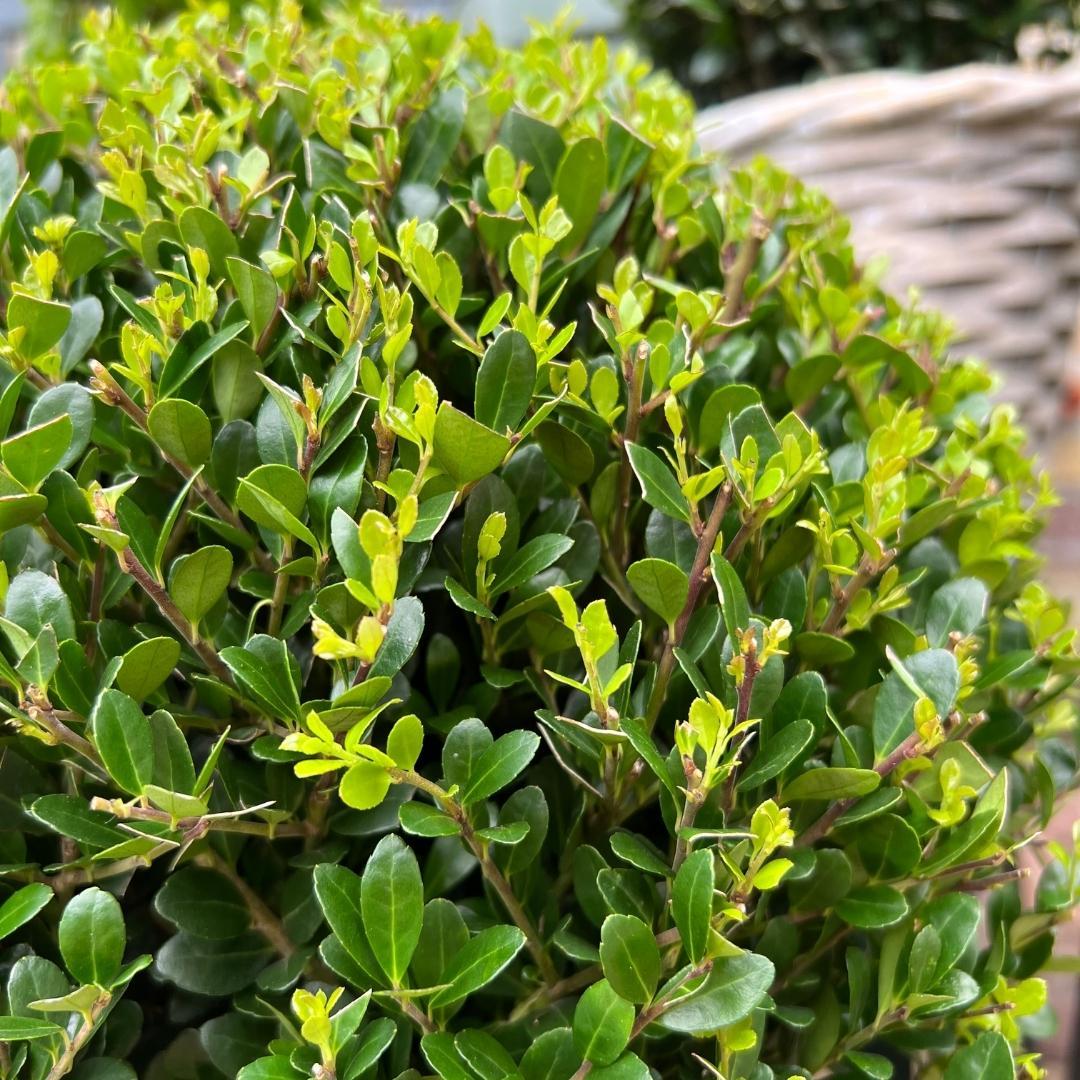 2x Ilex crenata 'Jenny' bol in houten pot | set van 2 stuks | 20 cm Ø diameter