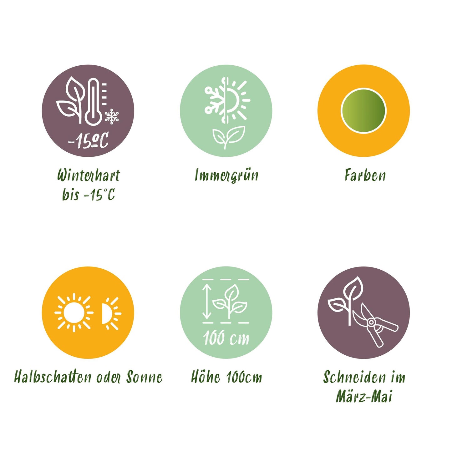 GreenboutiQ - Gartenpflanze - Nandina Lemon & Lime - Gelb - 2 Pflanzen - Immergrün - Wenig Pflege - Topf 17cm Höhe 45cm