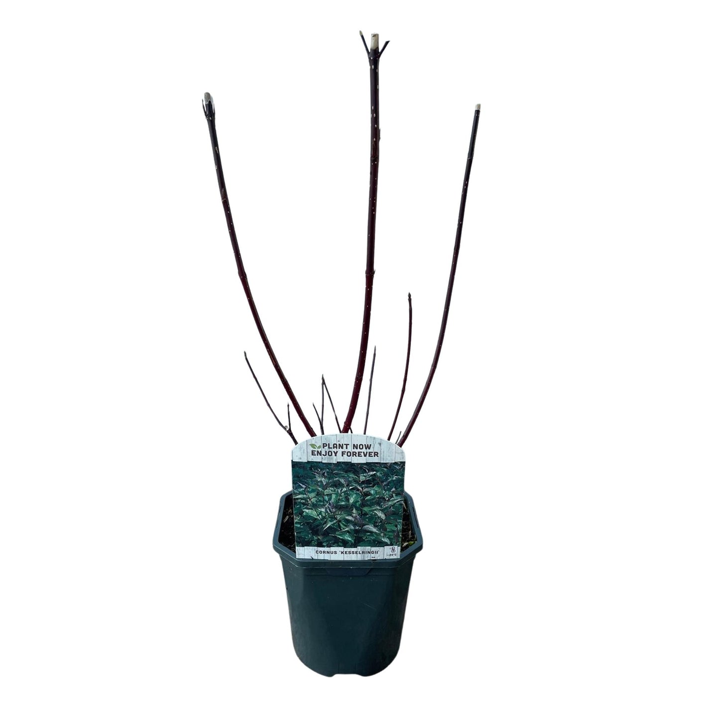 GreenboutiQ - Sträucher - Cornus alba Kesselringii - Violette Zweige - 1 Pflanze - Laubabwerfend - Wenig Pflege - Topf 17cm Höhe 45cm