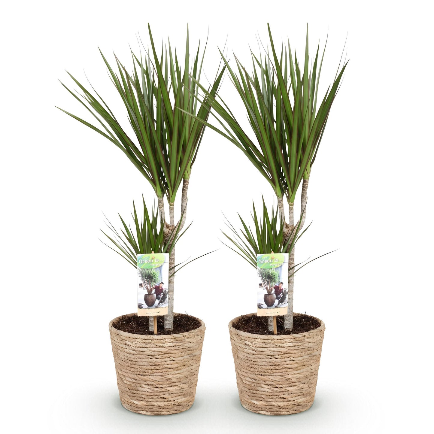 Green boutiQ - Zimmerpflanzen - Dracaena Marginata - Drachenbaum - Pflegeleicht - mit Korb - Grün - 2 Pflanzen - Topf 17cm - Höhe 70-80cm