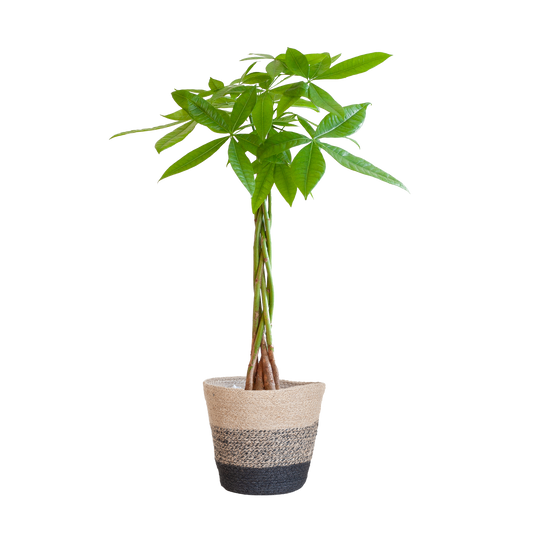 Pachira Aquatica mit Pflanzkorb Lissabon Schwarz - 80cm - Ø21