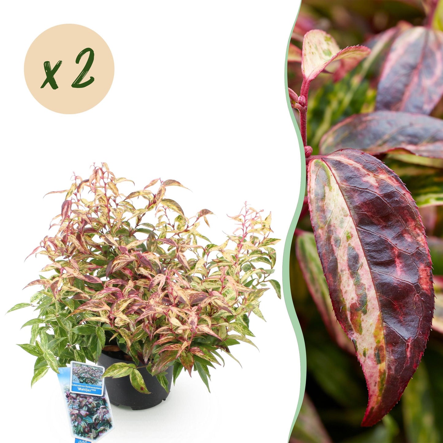 GreenboutiQ - Gartenpflanze - Leucothoe Makijaz - Braun - 2 Pflanzen - Immergrün - Wenig Pflege - Topf 17cm Höhe 45cm
