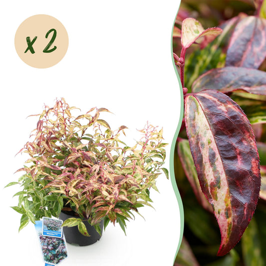 GreenboutiQ - Gartenpflanze - Leucothoe Makijaz - Braun - 2 Pflanzen - Immergrün - Wenig Pflege - Topf 17cm Höhe 45cm