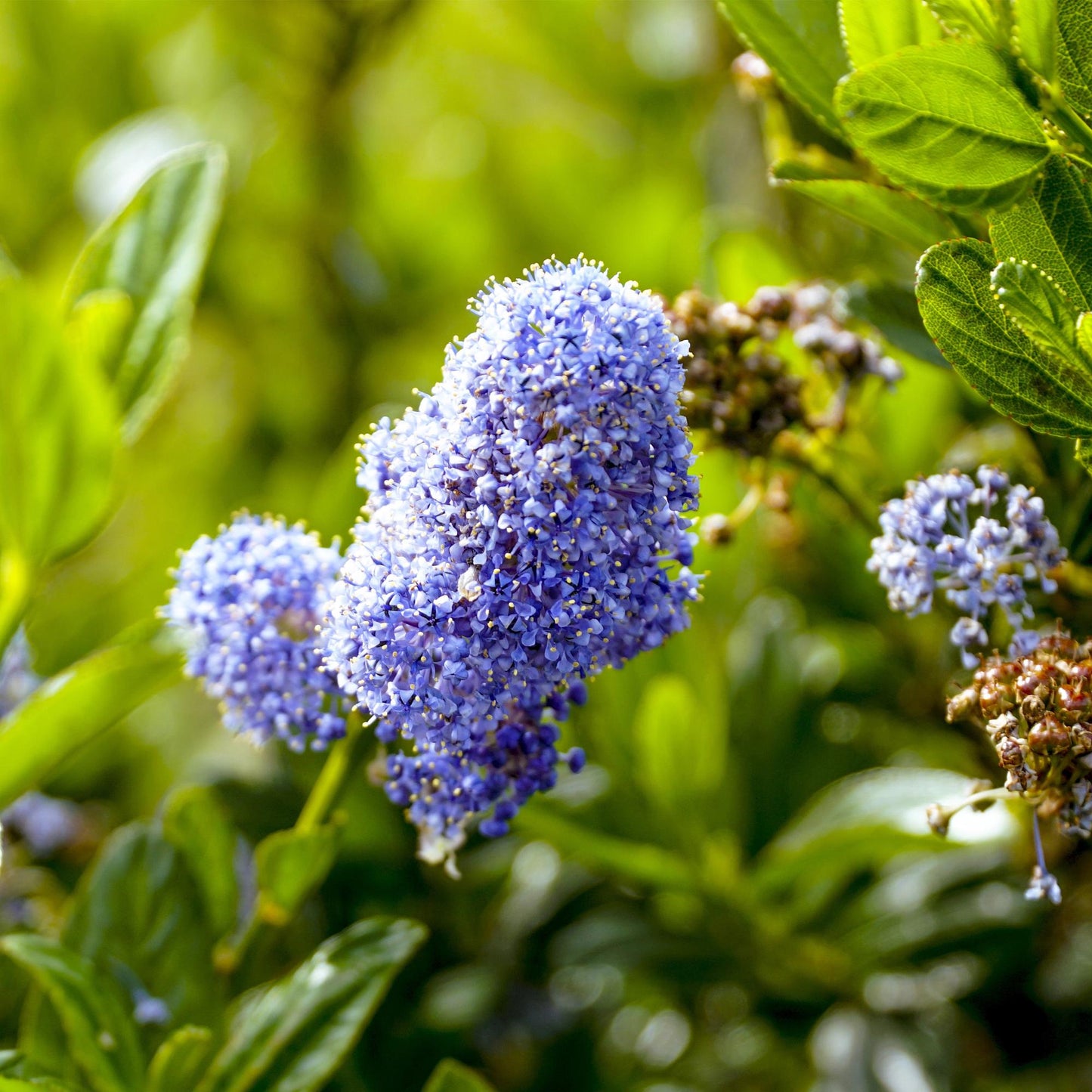 GreenboutiQ - Stamm Pflanze - Ceanothus impressus Victoria - Terrassenpflanze - Immergrün - Winterhart - Lila Blüte - Topf 19cm Höhe 90cm