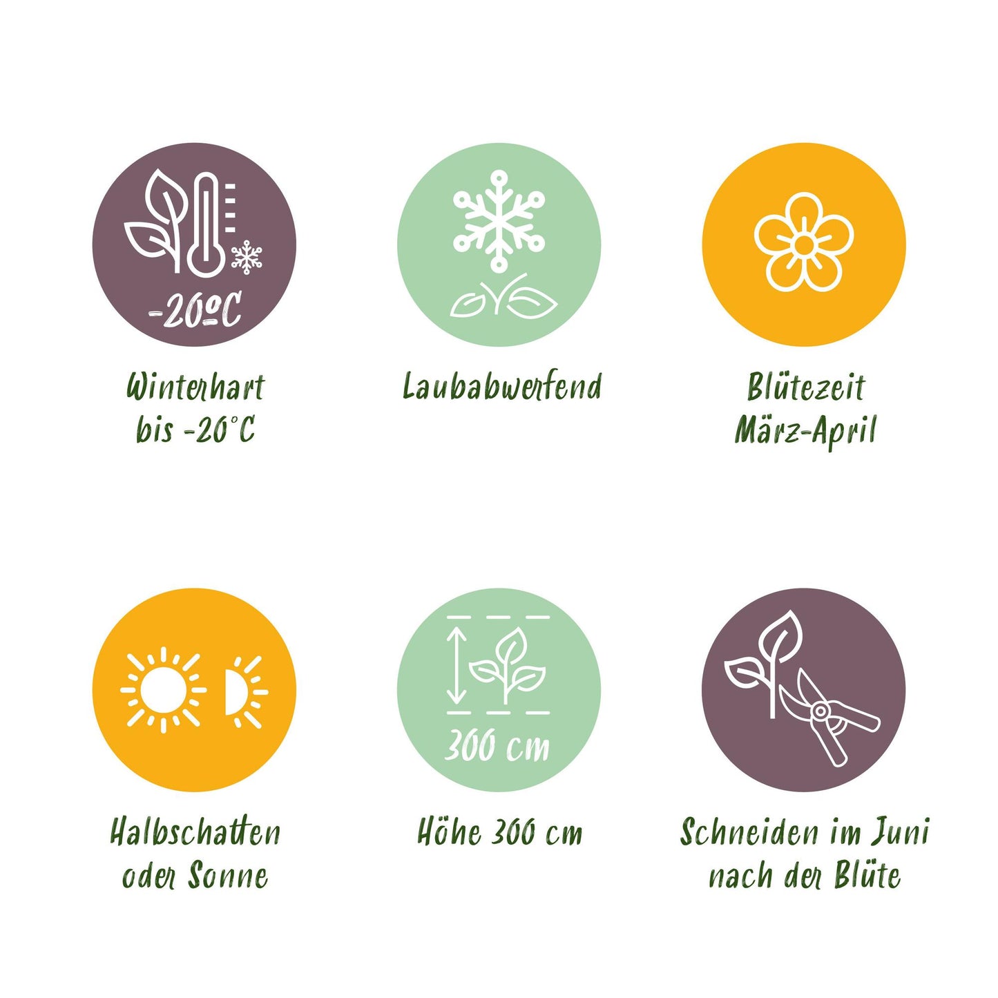 GreenboutiQ - Kletterpflanze - Clematis montana Grandiflora - Blüte Weiß - Frühblühend - Pflegeleicht - 2 Pflanzen - Topf 11cm Höhe 40cm