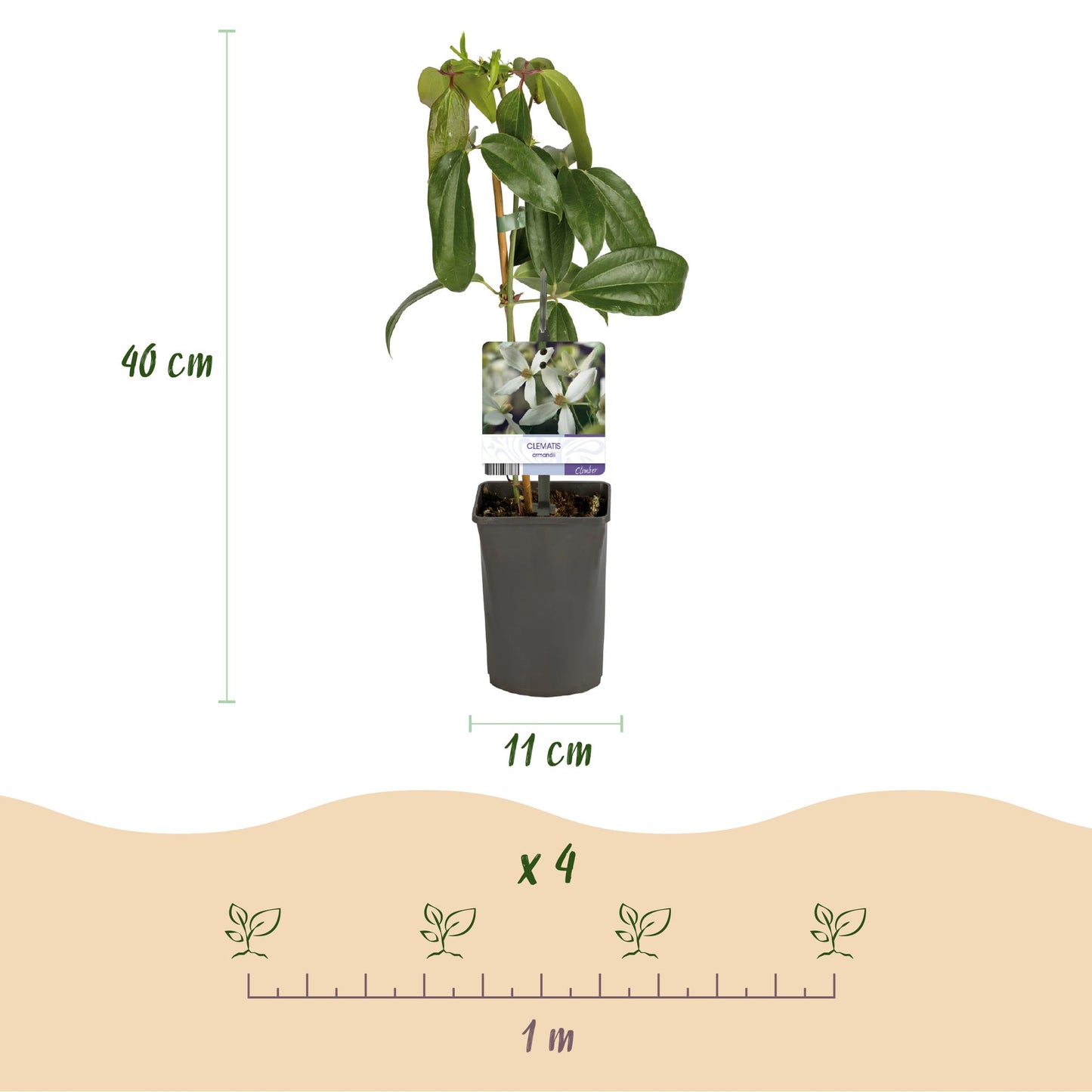 GreenboutiQ - Kletterpflanze - Clematis armandii - Blüte Weiß - Immergrün - Wenig Pflege - 1 Pflanze Topf 11cm Höhe 40cm