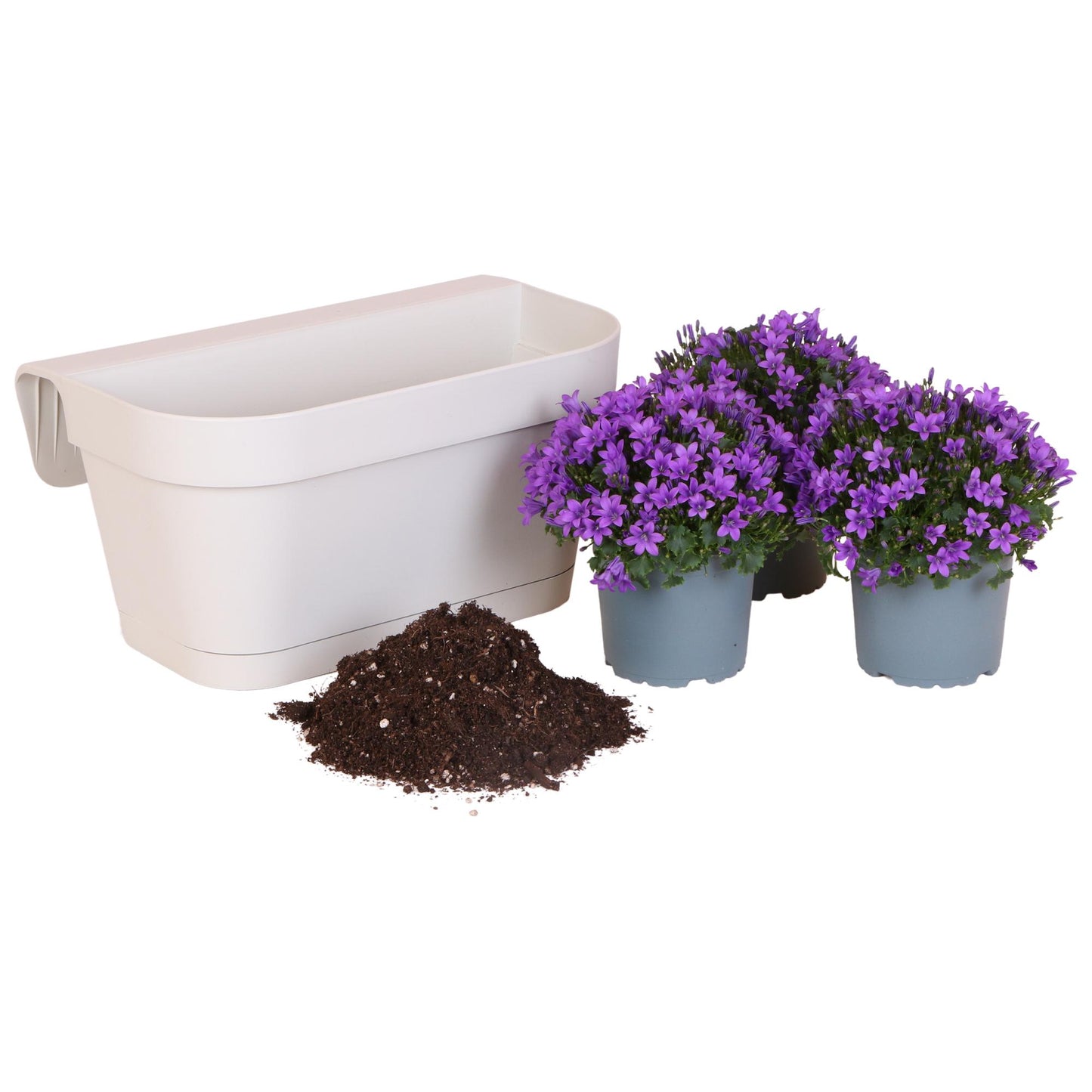 Campanula Addenda Ambella Intensives Violett - Balkonpflanzer weiß mit 3 Campanula-Töpfen Größe 12cm - Inkl. Aufhängesystem - Glockenblume violett - Stauden - Gartenpflanzen