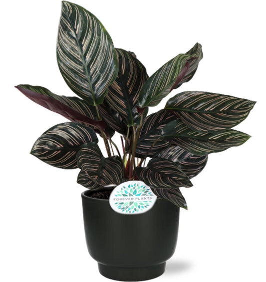 Calathea Ornata - Ø14cm - ↕50cm + Potenza Pot D15x13cm - Schwarz