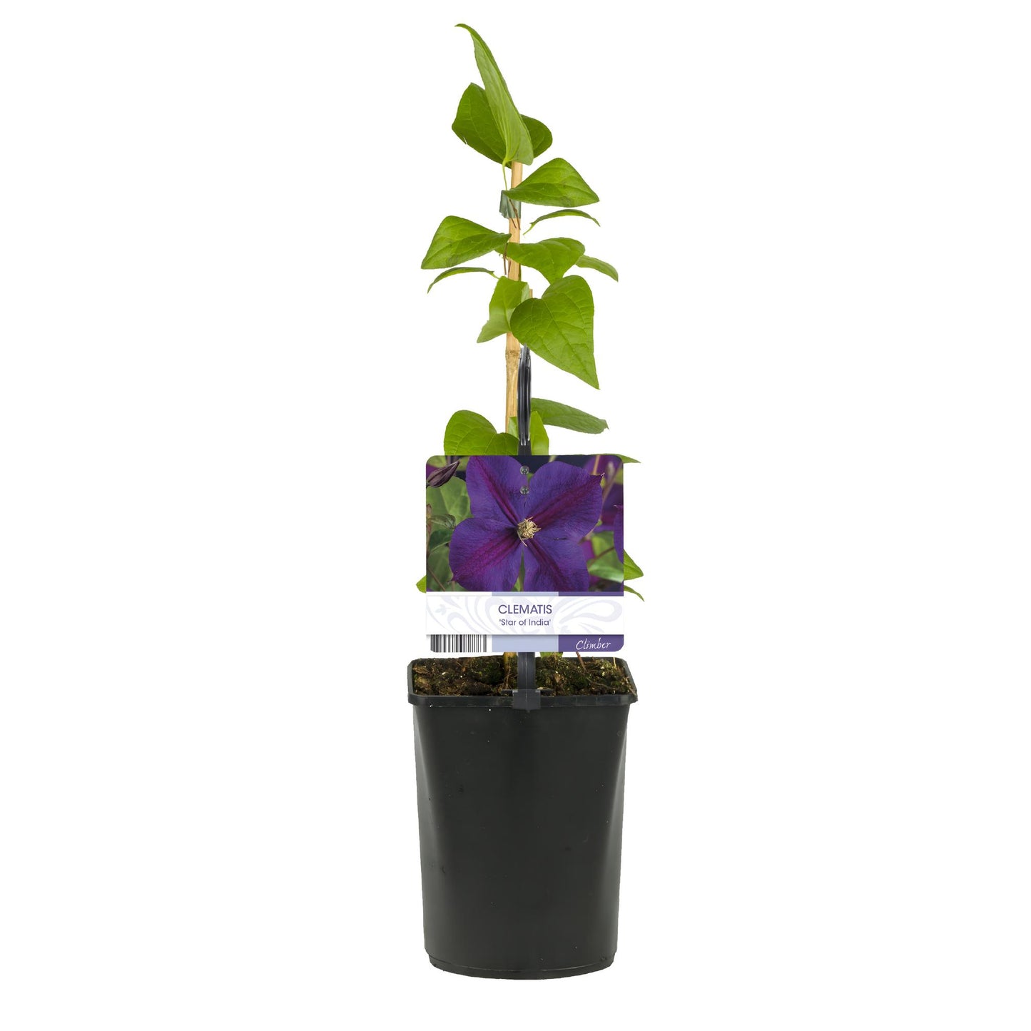 GreenboutiQ - Kletterpflanze - Clematis Star of India - Blüte Rosa - Pflegeleicht - 2 Pflanzen - Topf 11cm Höhe 40cm