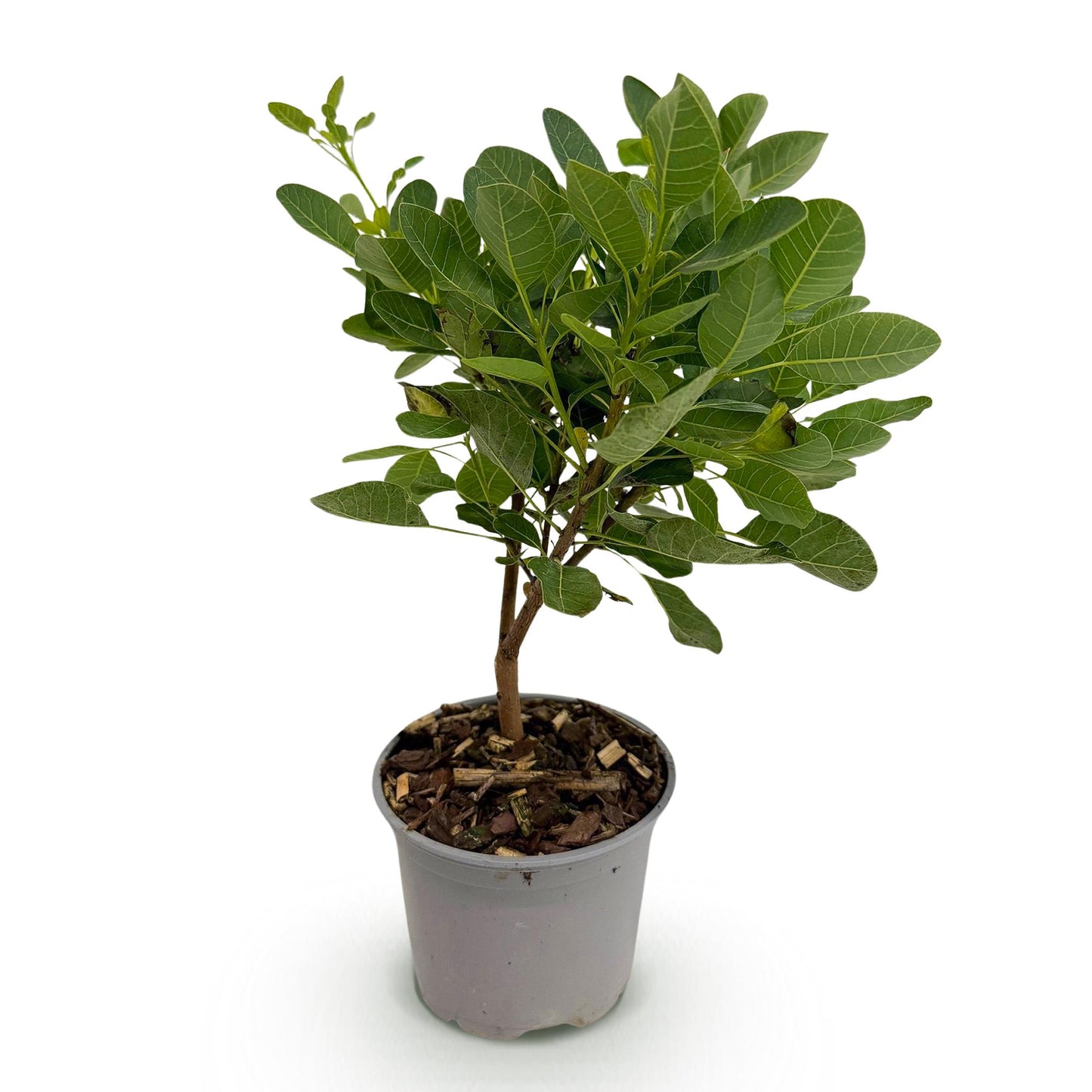 GreenboutiQ - Gartenpflanze - Cotinus coggyria Young Lady - Grün 1 Pflanze - Laubabwerfend - Wenig Pflege - Topf 12cm Höhe 35cm