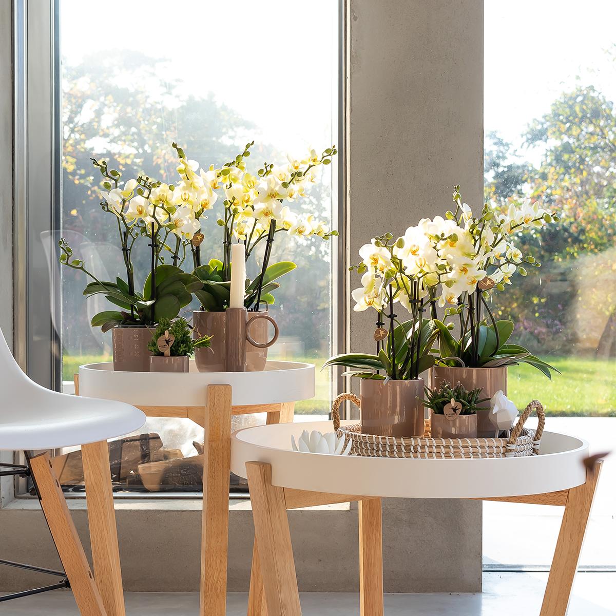 Kolibri Orchids | Weiße Phalaenopsis-Orchidee - Lausanne - Topfgröße Ø9cm | Blühende Zimmerpflanze - frisch vom Züchter