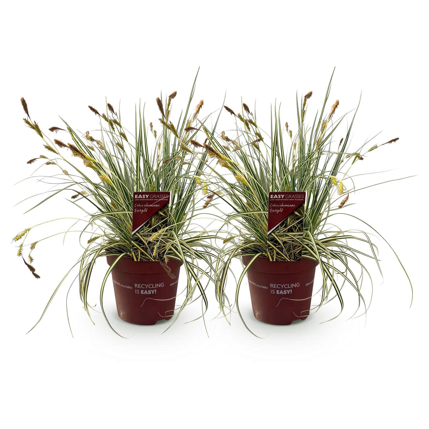 GreenboutiQ - Ziergräser - Carex oshimensis Evergold - Gelb & Grün - 2 Pflanzen - Immergrün - Wenig Pflege - Topf 17cm Höhe 50cm