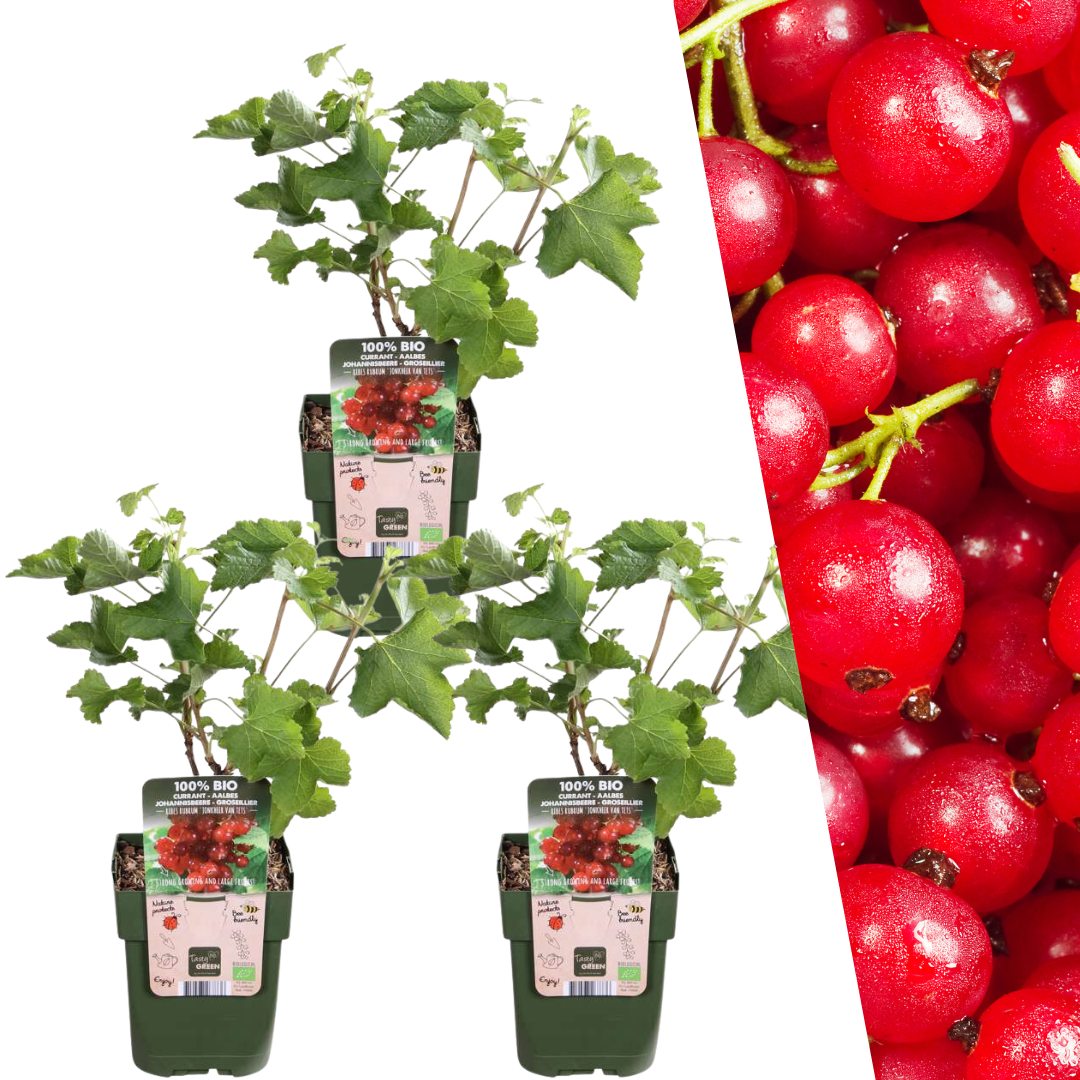 3 x Bio-Stachelbeerpflanzen - Ø 13 cm - ↨ 20 cm