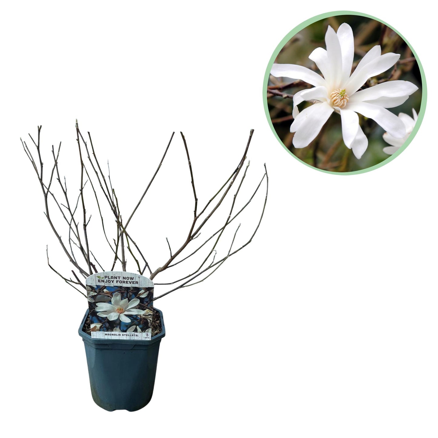 GreenboutiQ - Sträucher - Magnolia Stellata - Blüte Weiß - 1 Pflanze - Laubabwerfend - Wenig Pflege - Topf 17cm Höhe 45cm