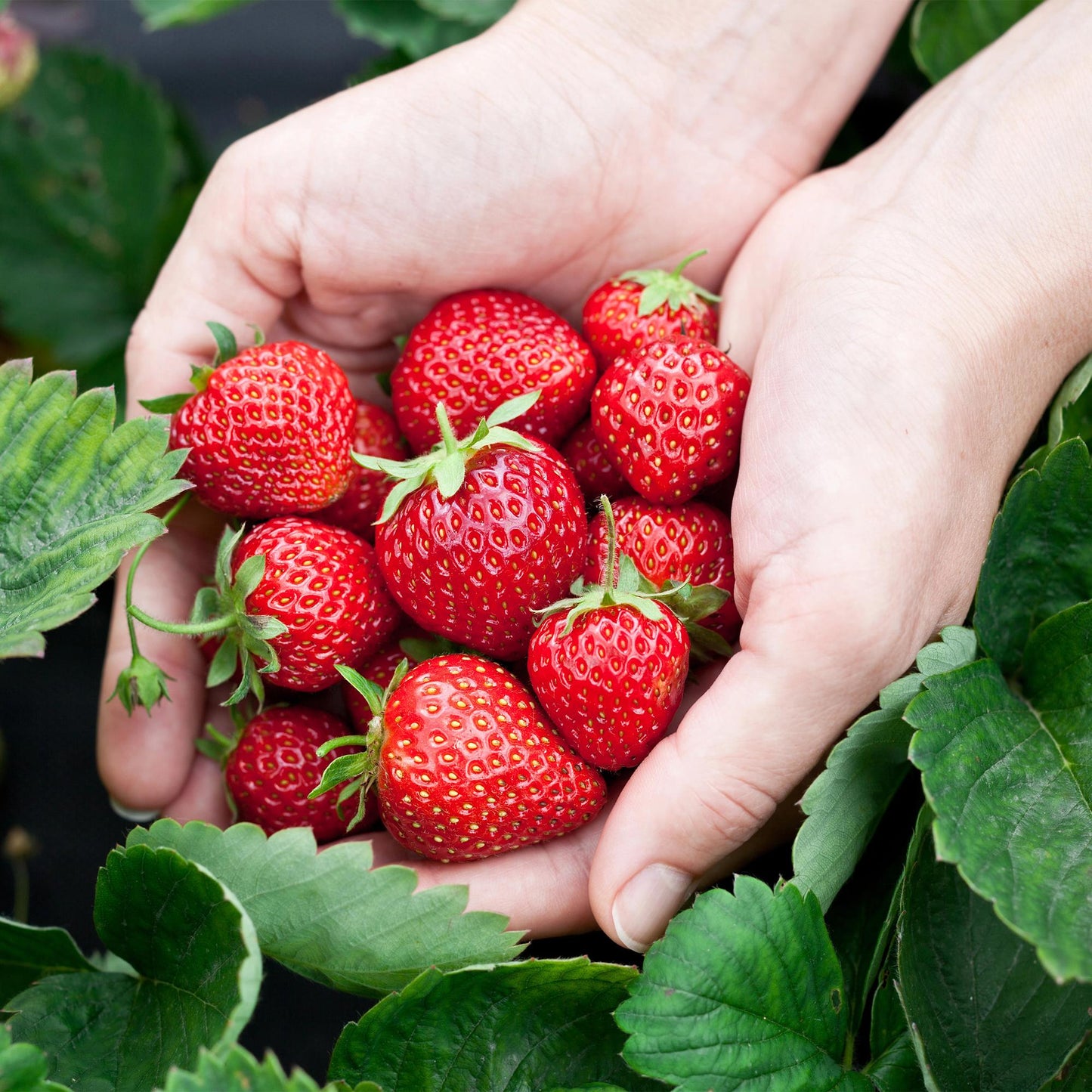 GreenboutiQ - Obstpflanzen - Erdbeere - Fragaria Elsanta - Winterhart - 3 Pflanzen - Topf 9 cm - Rote Erdbeere