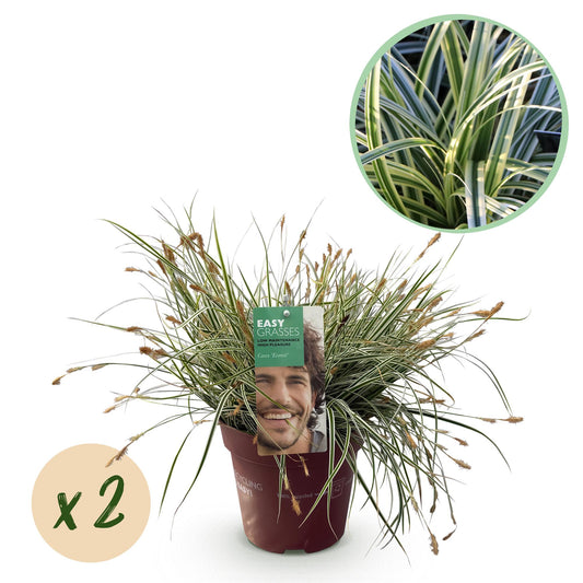 Green boutiQ - Ziergräser - Carex oshimensis Everest - Weiß und Grün - 2 Pflanzen - Immergrün - Wenig Pflege - Topf 17cm Höhe 50cm
