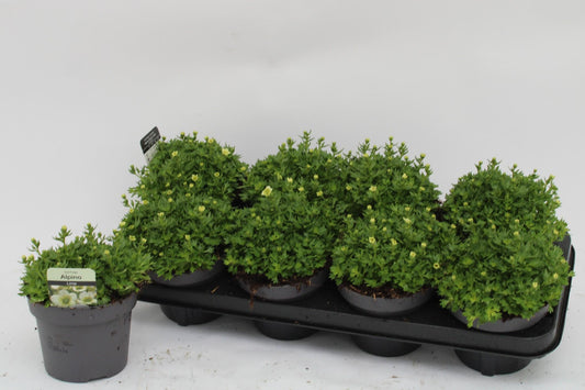 Saxifraga (Arendsii Grp) Touran Limegreen