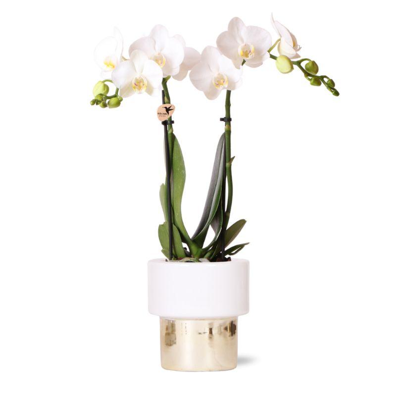 Kolibri Orchids | weiße Phalaenopsis Orchidee - Amabilis + Elite Topf Gold - Topfgröße Ø9cm - 35cm hoch | blühende Zimmerpflanze - frisch vom Züchter