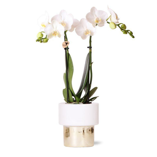 Kolibri Orchids | weiße Phalaenopsis Orchidee - Amabilis + Elite Topf Gold - Topfgröße Ø9cm - 35cm hoch | blühende Zimmerpflanze - frisch vom Züchter