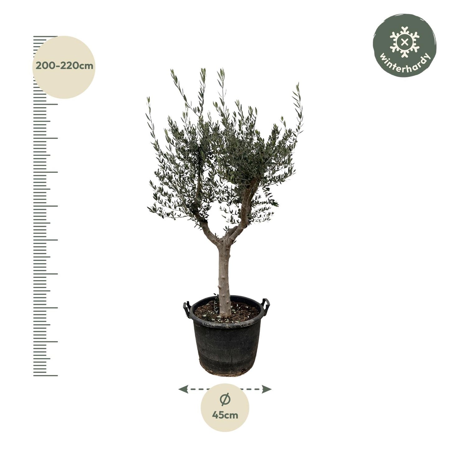 Olea Europaea Cultivo - 230cm- Ø40
