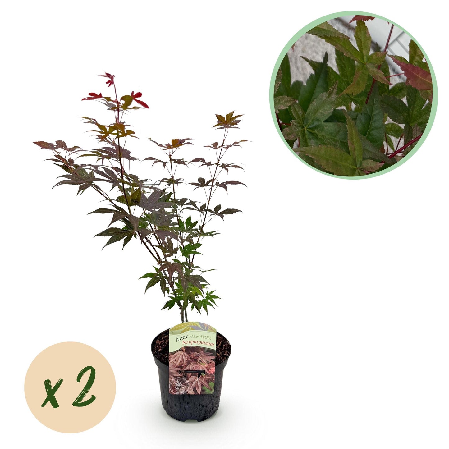 GreenboutiQ - Balkonpflanze - Japanischer Ahorn - Acer palmatum Atropurpureum - Lila - 2 Pflanzen - Laubabwerfend - Topf 19cm Höhe 70cm