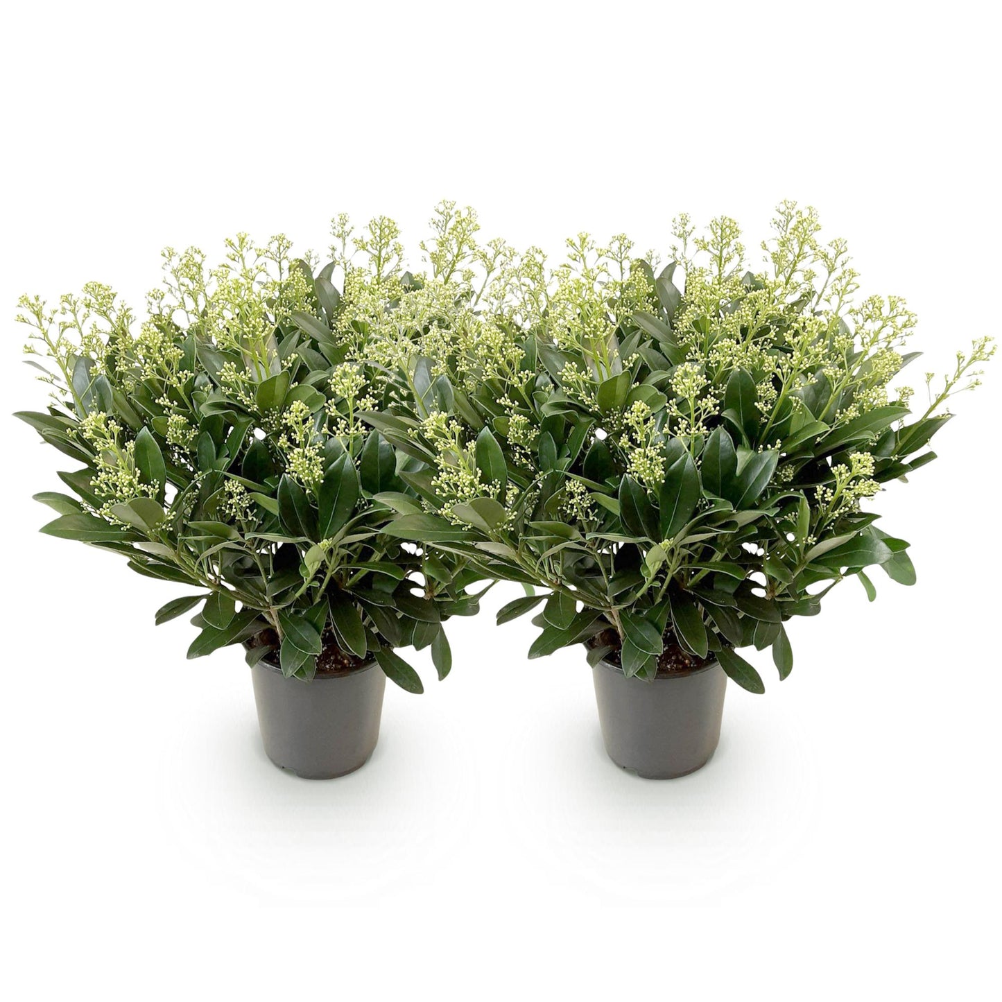 GreenboutiQ - Terrassenpflanze - Skimmia japonica Finchy - Blüte Weiß - 40+ Blumen - 2 Pflanzen - Winterhart - Topf 19cm Höhe 60cm