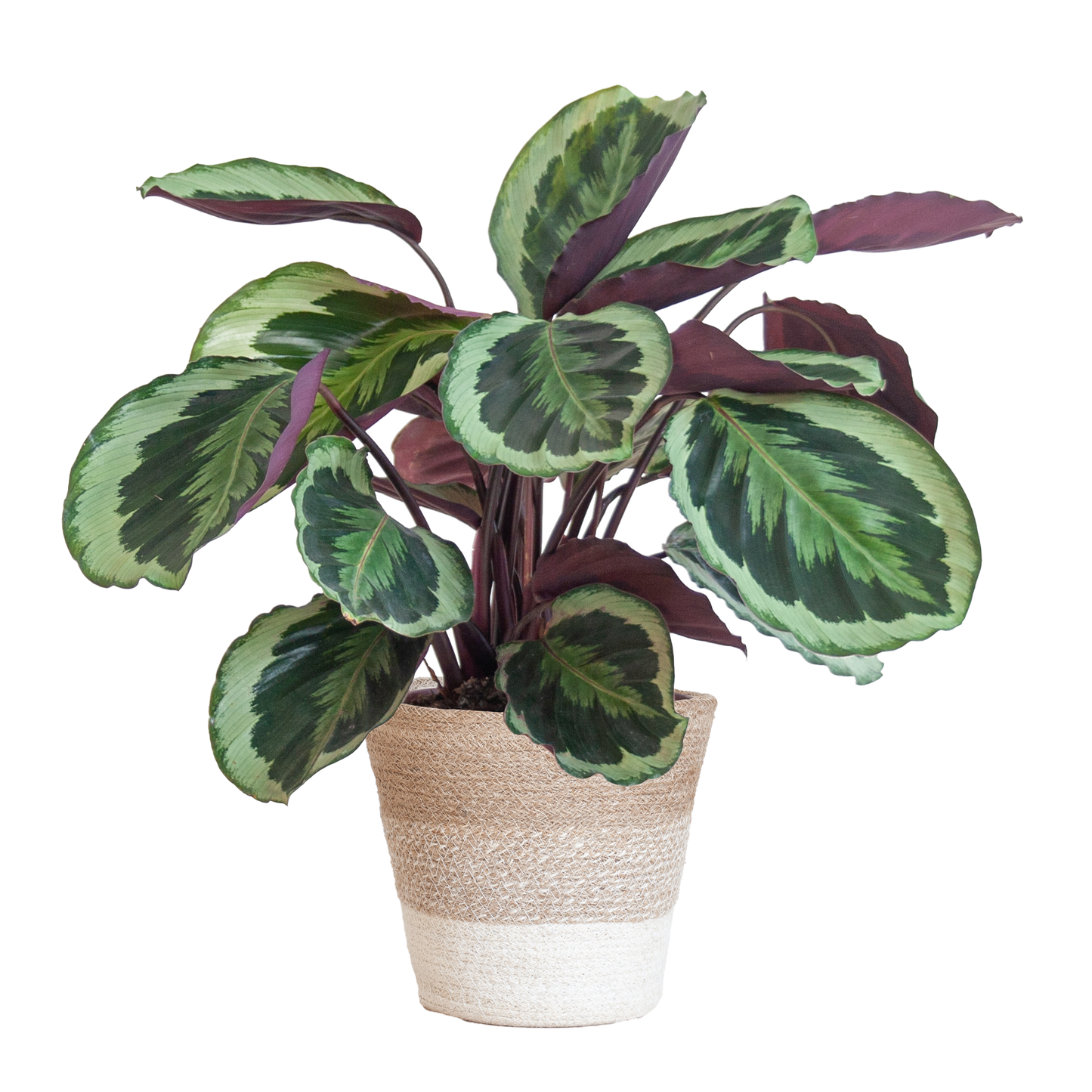 Calathea Medaillon mit weißem Lissabon-Korb - 65cm - Ø19