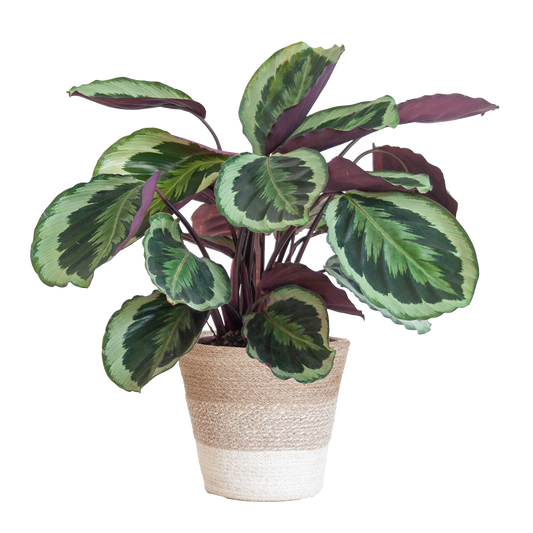 Calathea Medaillon mit weißem Lissabon-Korb - 65cm - Ø19
