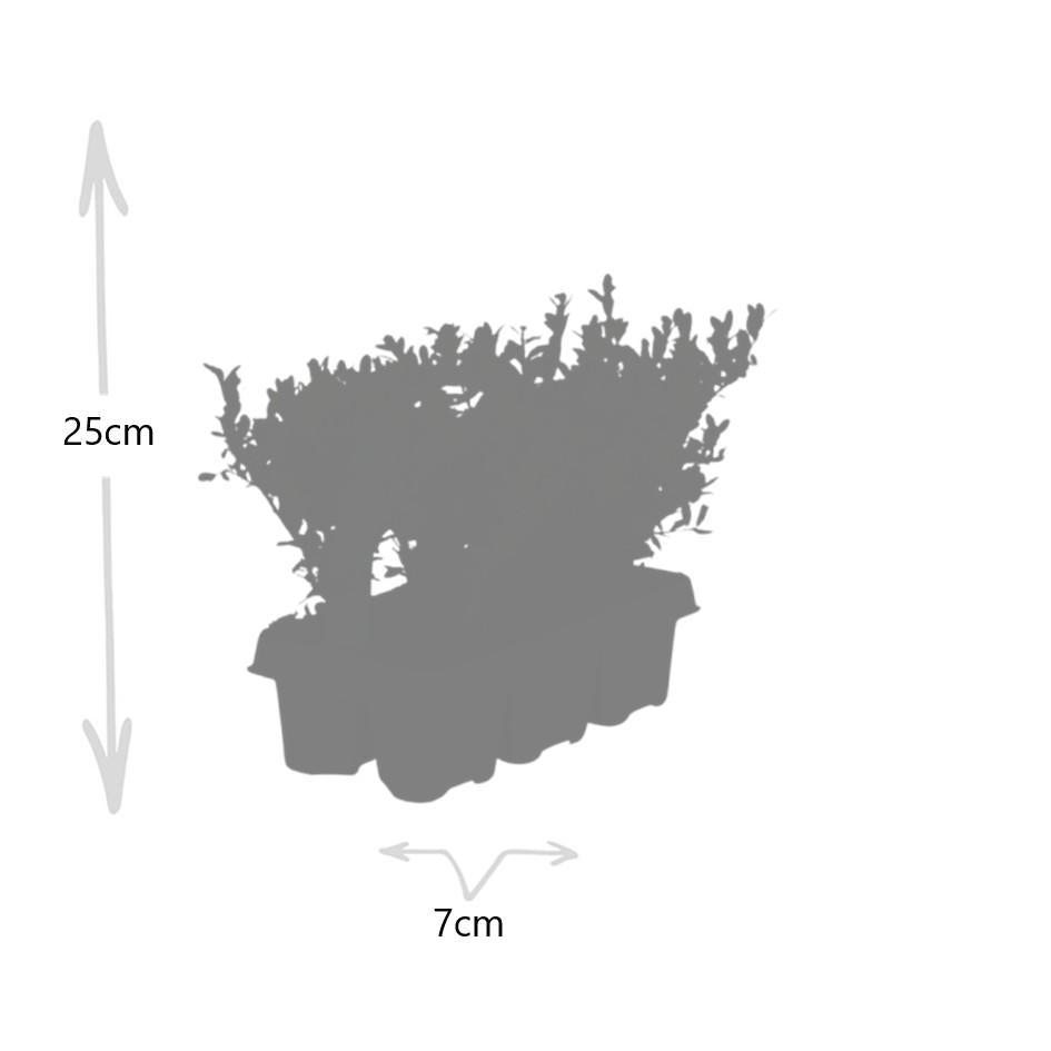 2 x 6 pack Ilex crenata 'Jenny' - Ø7 cm - ↕15 cm