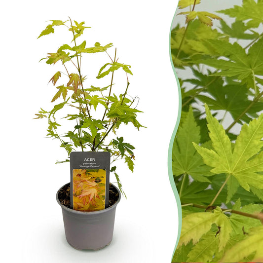 GreenboutiQ - Gartenpflanze - Acer palmatum Orange Dream - Orange - 1 Pflanze - Laubabwerfend - Wenig Pflege - Topf 12cm Höhe 35cm