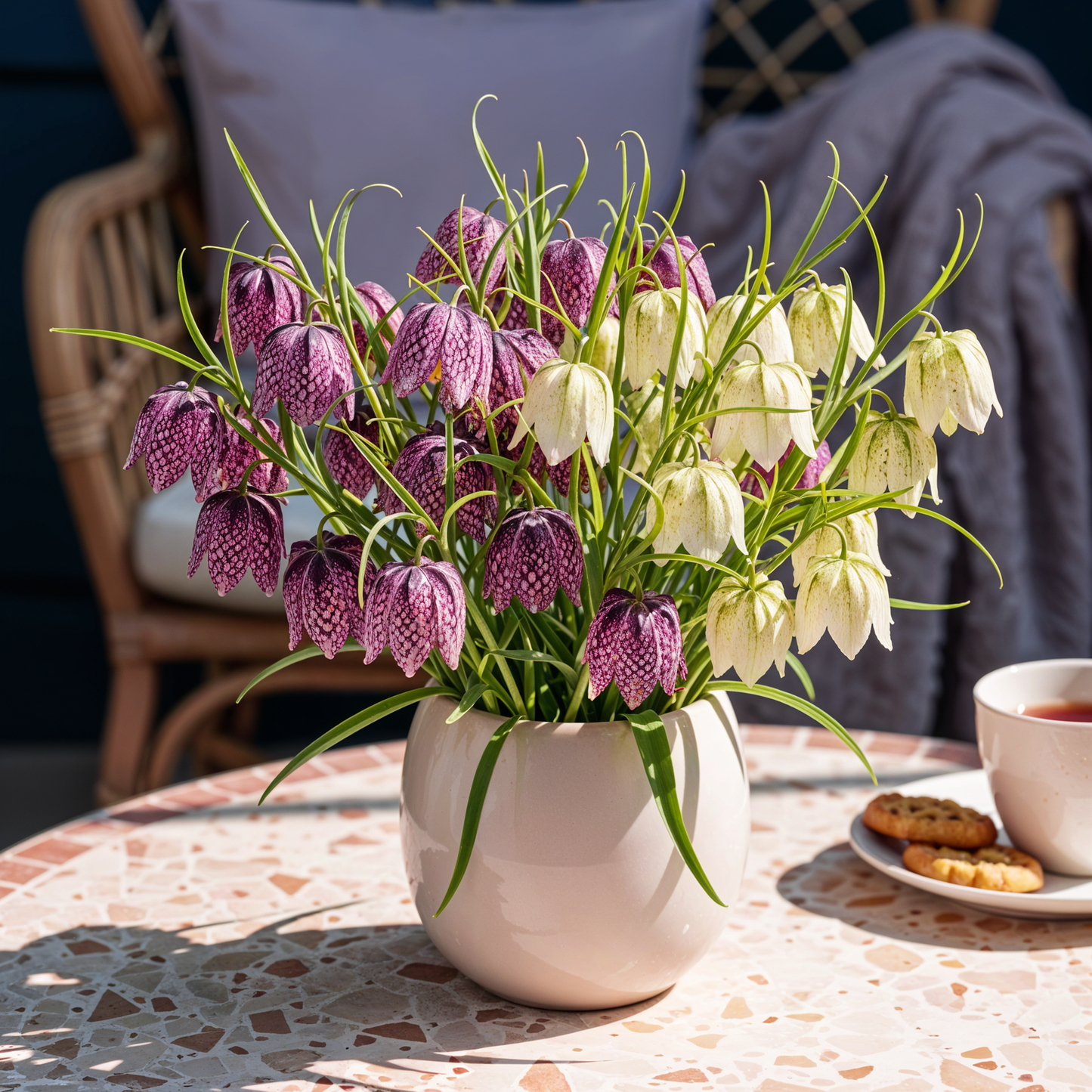 GreenboutiQ - Blumenzwiebeln - Fritillaria Meleagris Mix - Farbe Lila und Weiß - 30 Stück - Zwiebelgröße 6/7 - XXL Pack