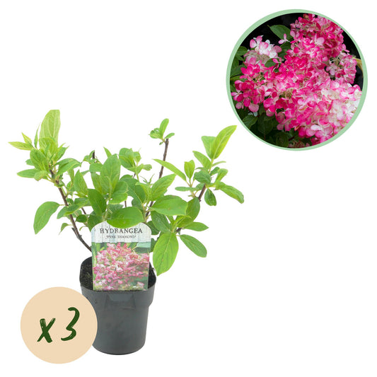 GreenboutiQ - Rispenhortensie - Hydrangea panniculata Pink Diamond - Blüte Weiß Rosa - 3 Pflanzen - 1 m2 - Laubabwerfend - Große Blüten - Topf 17cm Höhe 50cm
