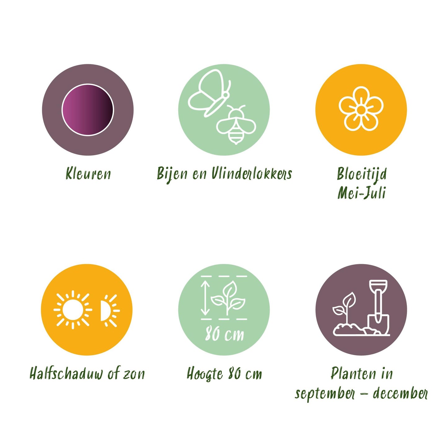 GreenboutiQ - Blumenzwiebeln - Allium Miami - Bulbs Hardy Perennial - Farbe Lila - 15 Stück - Zwiebelgröße 10/11 - XXL Pack
